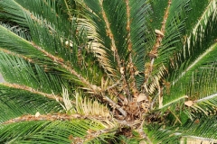 cycad-scale-on-sago-palm-leaf_42465820104_o