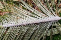 cycad-scale-on-sago-palm-leaf_43134234362_o