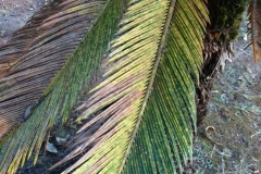 cycad-with-brown-colored-scales_29068737618_o