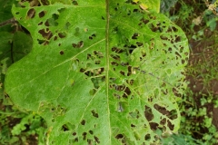 eggplant-chinese-rose-beetle-feeding-injury-to-leaf_42438918601_o