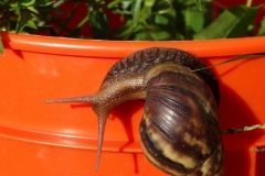 giant-african-snail-achatina-fulica-a-plant-parasite_28626919068_o