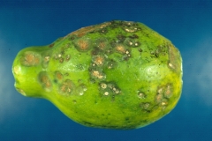 glomerella_papaya_3_5794166191_o