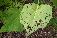 hibiscus-furcellatus-hau-hele-wai-akiohala-chinese-rose-beetle-adoretus-sinicus-feeding-injury-to-leaves_29745311258_o