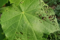 hibiscus-furcellatus-hau-hele-wai-akiohala-chinese-rose-beetle-adoretus-sinicus-feeding-injury-to-leaves_42897872114_o