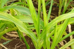 maize-chlorotic-mottle_11801450643_o