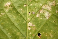 noni-morinda-citrifolia-thrips-feeding-injury-to-leaf_42407612852_o