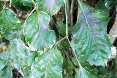 panax-polyscias-guilfoylei-powdery-mildew_40866791810_o