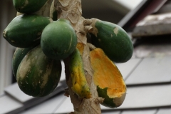 papaya-carica-papaya-rats-feeding-injury-to-fruit_42626079151_o