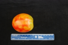 pepper-mottle-virus-infection-of-tomato_8292229189_o