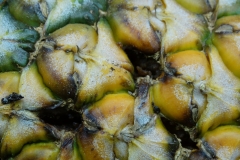 pineapple-ananas-comosus-fruit-decay_43384477361_o