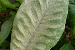 plumeria-spider-mites-and-their-feeding-injury_42648130604_o