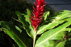 red-flowering-ginger-banana-bract-mosaic-virus_28803390968_o