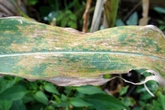 southern-rust-of-corn-zea-mays_27608404137_o