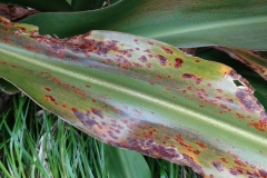 spider-lily-leaf-spot-blight_28753265338_o