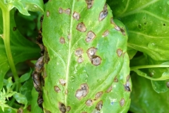 spinach-cercospora-leaf-spot_42514349582_o