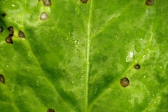 spinach-cercospora-leaf-spot_42566195681_o