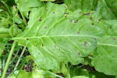 spinach-cercospora-leaf-spot_42566197661_o