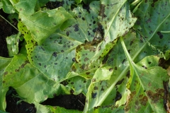spinach-cercospora-leaf-spot_42819579771_o