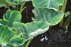 taro-colocasia-esculenta-spider-mites-feeding-injury-to-leaf_27726716497_o