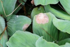 water-lettuce-pistia-stratiotes-bacterial-leaf-blight_28768194157_o