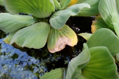 water-lettuce-pistia-stratiotes-bacterial-leaf-blight_43191179472_o