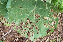 abutilon-menziesii-kooloa-ula-chinese-rose-beetle-adoretus-sinicus-feeding-injury-to-leaves_43567845772_o