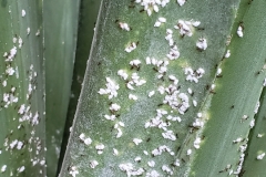 agave-mealybugs-tended-by-ants_41346089720_o