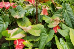 anthurium-sun-scald-of-leaves_28268845537_o