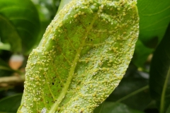 aphids-on-a-leaf_28314845037_o