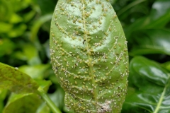 aphids-with-cast-skins-on-leaves_29392847078_o