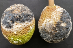 breadfruit-artocarpus-altilis-fruit-rot-by-mucor-sp-fungus_42648298711_o