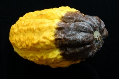 cacao-theobroma-cacao-black-pod-rot_28154613167_o