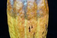 cacao-theobroma-cacao-black-pod-rot_43251239842_o