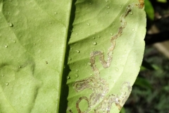 citrus-citrus-leaf-miner-prob-phyllocnistis-citrella_42906559462_o