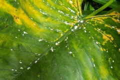 giant-leaf-ape-elephant-ear-taro-alocasia-macrorrhiza-meaybugs-on-leaf_28328185367_o