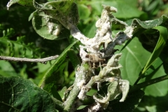 hawaiian-cotton-gossypium-tomentosum-mao-mealybugs_42024631365_o