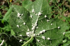 hawaiian-cotton-gossypium-tomentosum-mao-mealybugs_42024631745_o