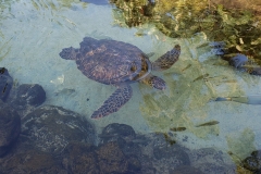 hawaiian-sea-turtle_42842247151_o