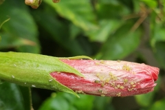 hibiscus-aphids-flower-and-gall-mites-leaf_28729314417_o