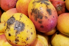 mango-anthracnose_27651998707_o