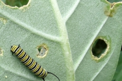 monarch-butterfly-danaus-plexippus-larva-on-crown-flower_41579602150_o