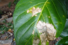 noni-morinda-citrifolia-thrips-feeding-injury-to-leaf_42513324452_o