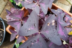 oxalis-rust_41690615345_o