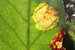 panax-polyscias-guilfoylei-bacterial-leaf-blight_41494318320_o