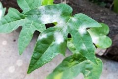 papaya-carica-papaya-powdery-mildew_43169252342_o