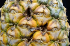 pineapple-ananas-comosus-fruit-decay_43336519212_o