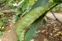 plumeria-powdery-mildew-leaf-curling-and-distortion_43364733421_o