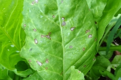 spinach-cercospora-leaf-spot_42566194771_o