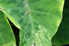 taro-colocasia-esculenta-dasheen-mosaic_42997547472_o