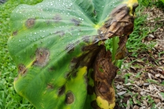 taro-colocasia-esculenta-leaf-blight_28670210487_o